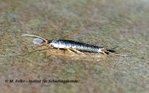 Abb. 2: Silberfischchen (Lepisma saccharina) sind nah mit Ofenfischchen (Thermobia domestica) verwandt