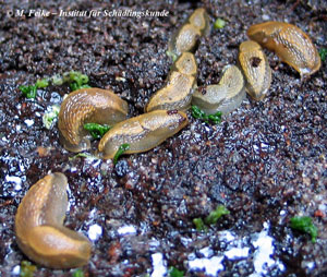 Abb. 2: Die Jungtiere der Spanischen Wegschnecke (Arion lusitanicus) sind kontrastreich gezeichnet