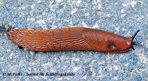 Abb. 1: Die Spanische Wegschnecke (Arion lusitanicus) kam ursprünglich nur auf der Iberischen Halbinsel und in Westfrankreich vor