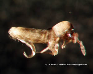 Abb. 1: Springschwänze (Collembola) besitzen am vierten Hinterleibssegment eine Sprunggabel