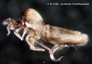 Abb. 2: Springschwänze (Collembola) können sich massenhaft auf Flachdächern vermehren
