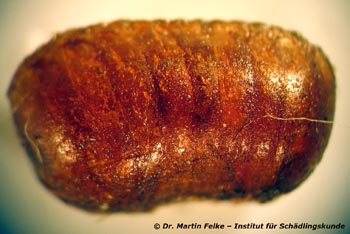 Abbildung 4: Eine Oothek (Eikapsel) der Braunbandschabe (Supella longipalpa)