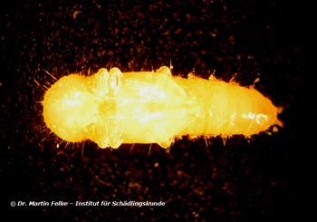 Abbildung 8: Eine Puppe des Rotbraunen Reismehlkäfers (Tribolium castaneum) in Ventralansicht