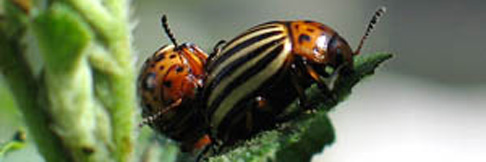 Kartoffelkäfer