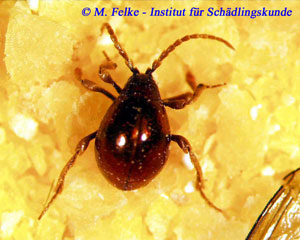 Abb. 1: Der Kugelkäfer (Gibbium psylloides) erinnert auf den ersten Blick eher an eine Spinne