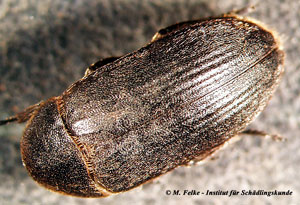 Abbildung 3: Der Gestreifte Speckkäfer (Dermestes bicolor) fällt durch tiefe Längsfurchen auf den Flügeldecken auf