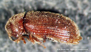 Abbildung 1: Der Brotkäfer (Stegobium paniceum) gehört zur Familie der Nagekäfer