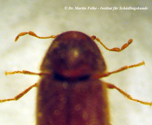 Abbildung 2: Die letzten drei Fühlerglieder sind beim Brotkäfer (Stegobium paniceum) stark verlängert